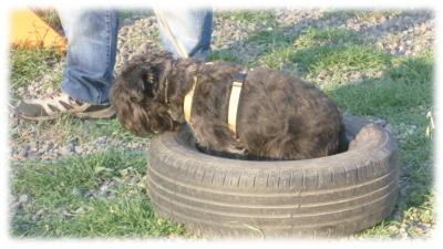 Laboratori di pratica sportiva Cross Training Dog