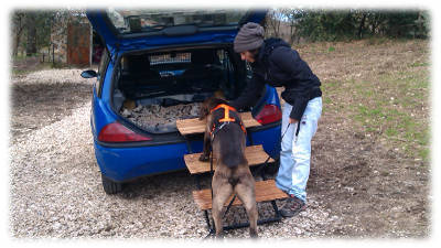 il cane Cesare entra in automobile per la prima volta