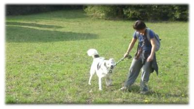 pippo gioca al tira e molla con la proprietaria